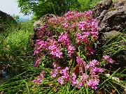 70 Saponaria ocymoides - Saponaria di roccia